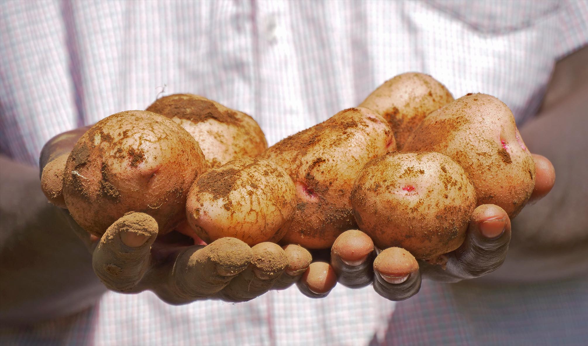 Tony Macharia, A ToT In Timau Meru, measuring potatoes in 50 kg bags